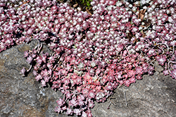 Purple Broadleaf Stonecrop (Sedum spathulifolium 'Purpureum') at Lakeshore Garden Centres
