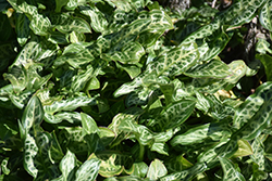 White Winter Arum (Arum italicum 'White Winter') at Lakeshore Garden Centres