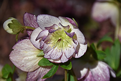 Peppermint Ice Hellebore (Helleborus 'Peppermint Ice') at Green Thumb Garden Centre