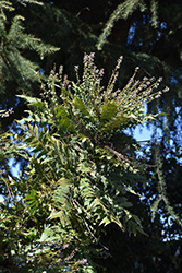 Charity Grape Holly (Mahonia x media 'Charity') at Lakeshore Garden Centres