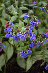 Cotton Cool Lungwort (Pulmonaria 'Cotton Cool') at Lakeshore Garden Centres