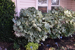 Spider's Web Japanese Fatsia (Fatsia japonica 'Spider's Web') at Lakeshore Garden Centres