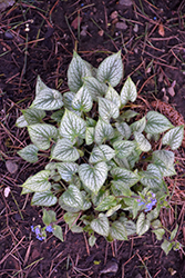 Silver Charm Bugloss (Brunnera macrophylla 'Silver Charm') at Lakeshore Garden Centres