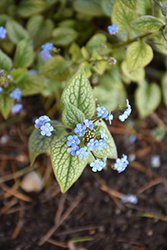 Alchemy Silver Bugloss (Brunnera macrophylla 'TNBRUAS') at Lakeshore Garden Centres