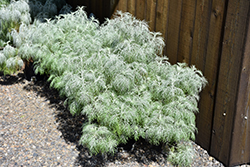 Makana Silver Artemisia (Artemisia mauiensis 'TNARTMS') at Golden Acre Home & Garden