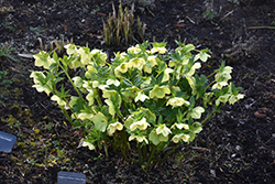 Mellow Yellow Hellebore (Helleborus 'Mellow Yellow') at Lakeshore Garden Centres