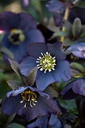 London Fog Hellebore (Helleborus 'London Fog') at Lakeshore Garden Centres