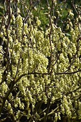 Chinese Witch Hazel (Corylopsis sinensis) at Lakeshore Garden Centres