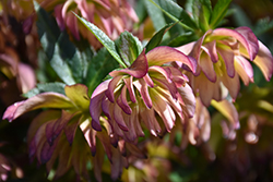 Amber Gem Hellebore (Helleborus 'Amber Gem') at Lakeshore Garden Centres