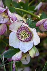 Carousel Strain Hellebore (Helleborus 'Carousel Strain') at Lakeshore Garden Centres