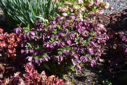 Winter Jewels Amethyst Gem Hellebore (Helleborus 'Amethyst Gem') at Green Thumb Garden Centre
