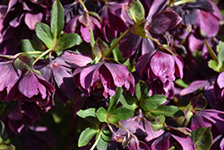 Winter Jewels Amethyst Gem Hellebore (Helleborus 'Amethyst Gem') at Green Thumb Garden Centre