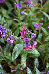 Victorian Brooch Lungwort (Pulmonaria 'Victorian Brooch') at Lakeshore Garden Centres