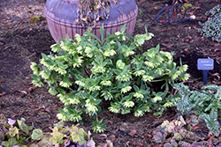 Winter Jewels Jade Tiger Hellebore (Helleborus 'Jade Tiger') at Lakeshore Garden Centres