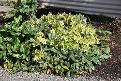 Honeyhill Joy Hellebore (Helleborus 'Honeyhill Joy') at Lakeshore Garden Centres