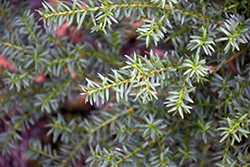 Tasmanian Podocarp (Podocarpus alpinus) at Lakeshore Garden Centres