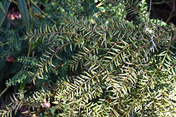 Weeping Totara (Podocarpus totara 'Pendulus') at Lakeshore Garden Centres