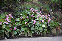 Heartleaf Bergenia (Bergenia cordifolia) at Lakeshore Garden Centres