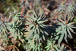 Blue Haze Spurge (Euphorbia 'Blue Haze') at Lakeshore Garden Centres