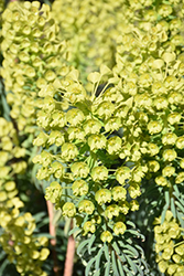 Wulfenii Mediterranean Spurge (Euphorbia characias ssp. wulfenii) at Lakeshore Garden Centres