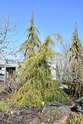 Coneybear's Weeping Golden Cypress (Cupressus macrocarpa 'Coneybearii Aurea') at Lakeshore Garden Centres