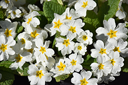 Fairy Primrose (Primula japonica) at Lakeshore Garden Centres