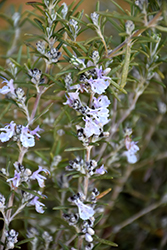 Tuscan Blue Rosemary (Rosmarinus officinalis 'Tuscan Blue') at Golden Acre Home & Garden