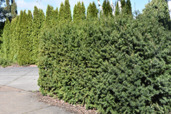Kobes Hicksii Japanese Yew (Taxus cuspidata 'Kobes Hicksii') at Lakeshore Garden Centres