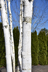 Whitebark Himalayan Birch (clump) (Betula utilis 'var. jacquemontii (clump)') at Green Thumb Garden Centre