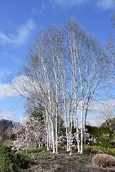 Whitebark Himalayan Birch (clump) (Betula utilis 'var. jacquemontii (clump)') at Green Thumb Garden Centre