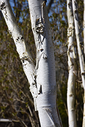 Filigree Lace European Birch (Betula pendula 'Filigree Lace') at Lakeshore Garden Centres