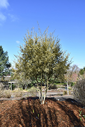 Variegated Box-Leaf Azara (Azara microphylla 'Variegata') at Lakeshore Garden Centres