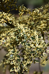 Variegated Box-Leaf Azara (Azara microphylla 'Variegata') at Lakeshore Garden Centres