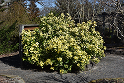 Sundance Mexican Mock Orange (Choisya ternata 'Sundance') at Lakeshore Garden Centres