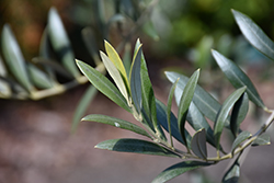 Arbequina European Olive (Olea europaea 'Arbequina') at Lakeshore Garden Centres
