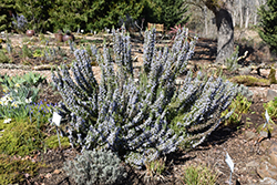 Rosemary (Rosmarinus officinalis) at A Very Successful Garden Center
