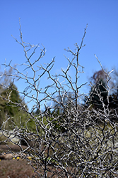 Corokia Cotoneaster (Corokia cotoneaster) at Lakeshore Garden Centres