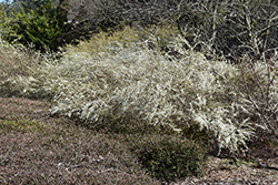 Garland Spirea (Spiraea x arguta) at Lakeshore Garden Centres
