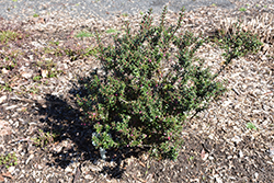 White Snow Drop Chilean Wintergreen (Gaultheria mucronata 'White Snow Drop') at Lakeshore Garden Centres