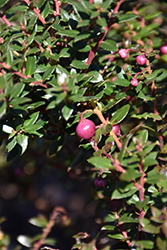 White Snow Drop Chilean Wintergreen (Gaultheria mucronata 'White Snow Drop') at Lakeshore Garden Centres