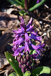 Purple Sensation Hyacinth (Hyacinthus orientalis 'Purple Sensation') at Lakeshore Garden Centres
