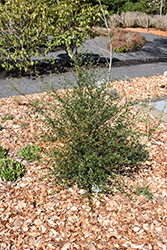 Kurt Zadnik California Lilac (Ceanothus griseus 'Kurt Zadnik') at Lakeshore Garden Centres