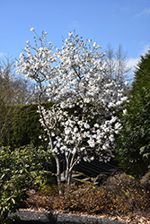 Star Magnolia (Magnolia stellata) at Lakeshore Garden Centres