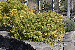 Aztec Pearl Mexican Mock Orange (Choisya 'Aztec Pearl') at Lakeshore Garden Centres