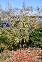 Variegated Box-Leaf Azara (Azara microphylla 'Variegata') at Lakeshore Garden Centres