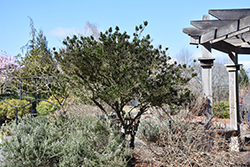 Blueblossom Ceanothus (Ceanothus thyrsiflorus) at Lakeshore Garden Centres