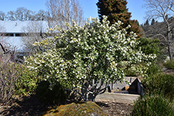 Burkwood Osmanthus (Osmanthus x burkwoodii) at Lakeshore Garden Centres