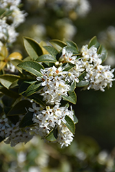 Burkwood Osmanthus (Osmanthus x burkwoodii) at Lakeshore Garden Centres