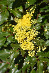 Compact Oregon Grape (Mahonia aquifolium 'Compactum') at Lakeshore Garden Centres