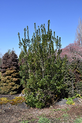 Pacific Wax Myrtle (Myrica californica) at Lakeshore Garden Centres